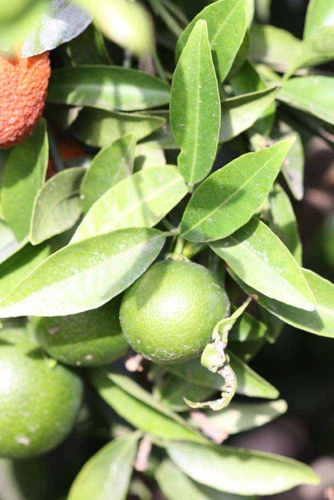              Sun leaves (Riverside, CA)       